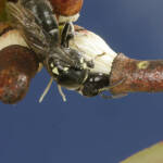 Meroglossa impressifrons penetrata female on Eucalyptus infera removing the operculum from a partially dehised bud © Marc Newman