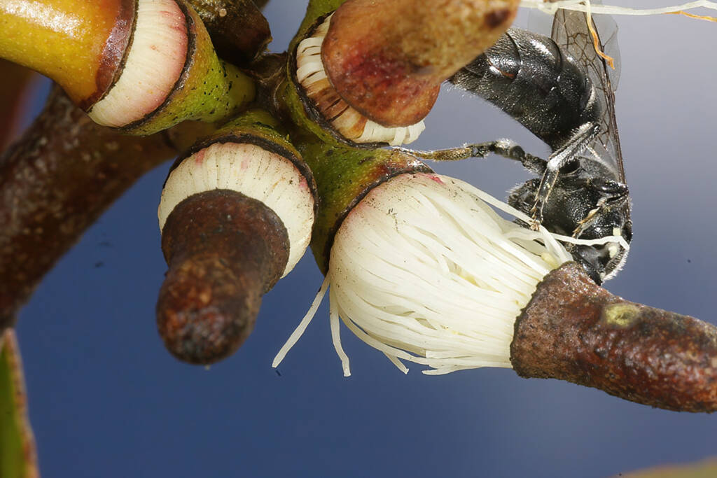 Meroglossa impressifrons penetrata female on Eucalyptus infera removing the operculum from a partially dehised bud © Marc Newman