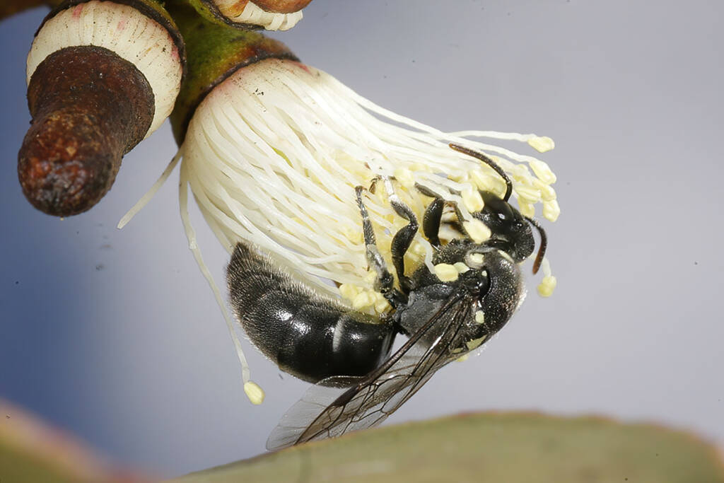 Meroglossa impressifrons penetrata female on Eucalyptus infera removing the operculum from a partially dehised bud © Marc Newman