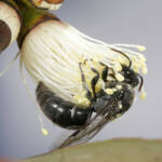 Meroglossa impressifrons penetrata female on Eucalyptus infera removing the operculum from a partially dehised bud © Marc Newman