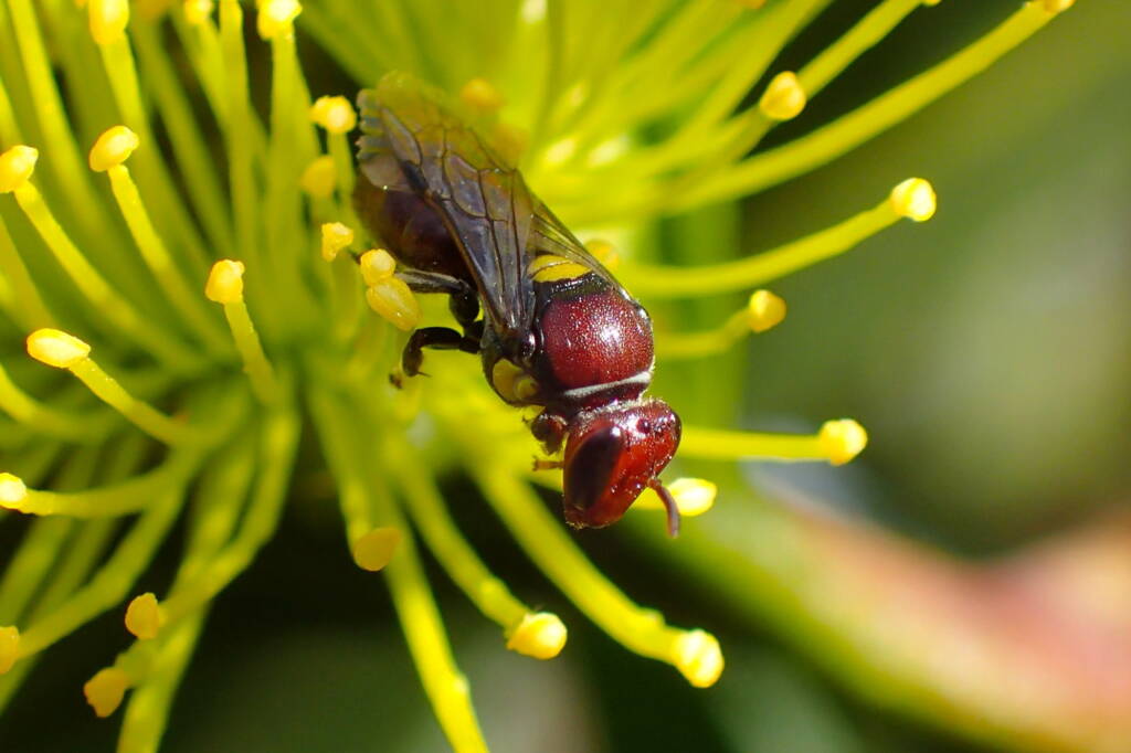 Meroglossa rubricata, Midwest WA © Gary Taylor
