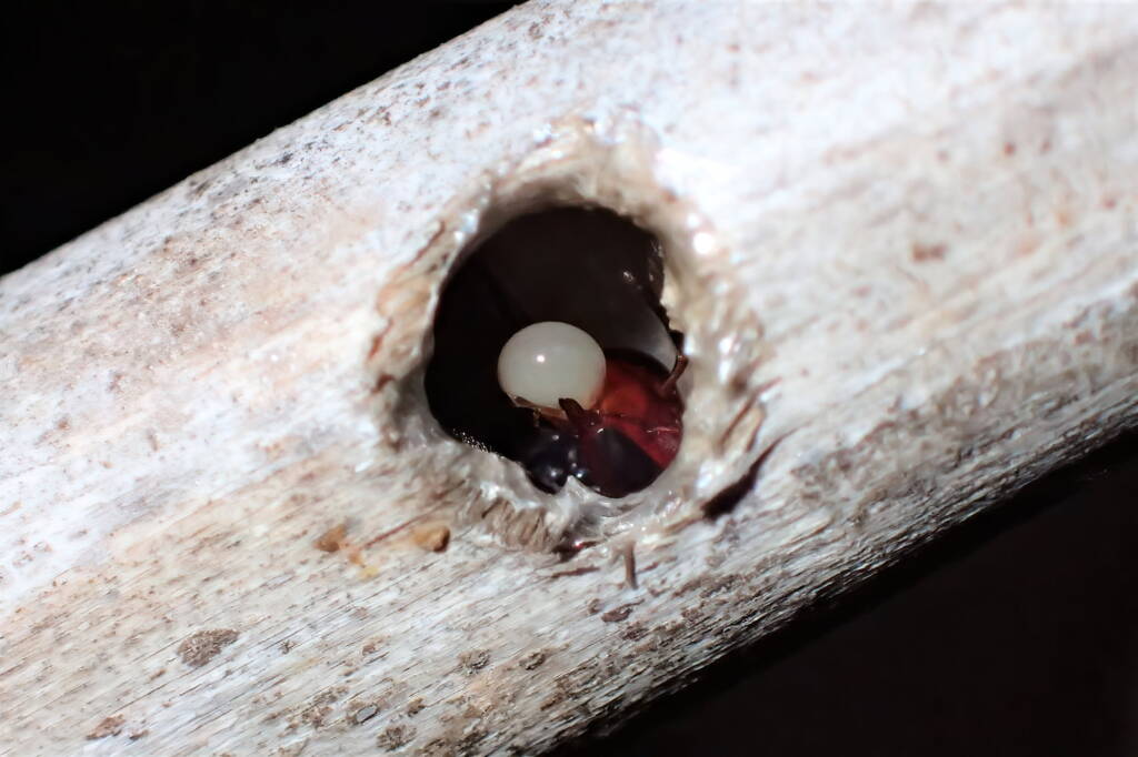 Meroglossa rubricata with a white bubble, Geraldton, Midwest WA © Gary Taylor