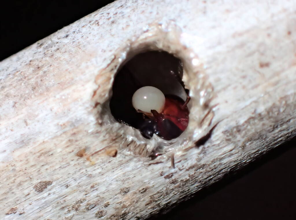 Meroglossa rubricata with a white bubble, Geraldton, Midwest WA © Gary Taylor