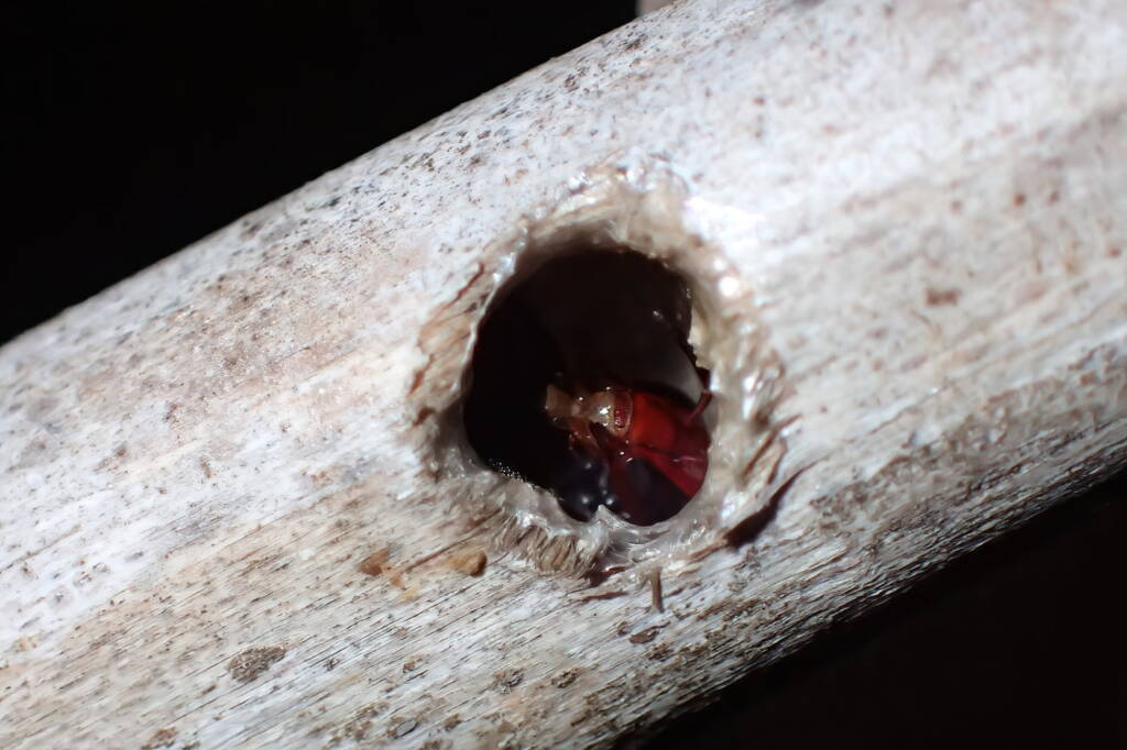 Meroglossa rubricata with distended labrum, Geraldton, Midwest WA © Gary Taylor