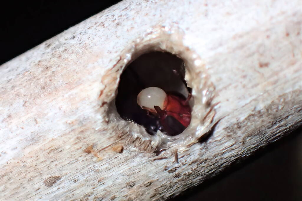 Meroglossa rubricata with a white bubble, Geraldton, Midwest WA © Gary Taylor