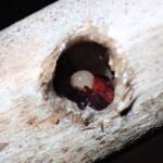 Meroglossa rubricata with a white bubble, Geraldton, Midwest WA © Gary Taylor