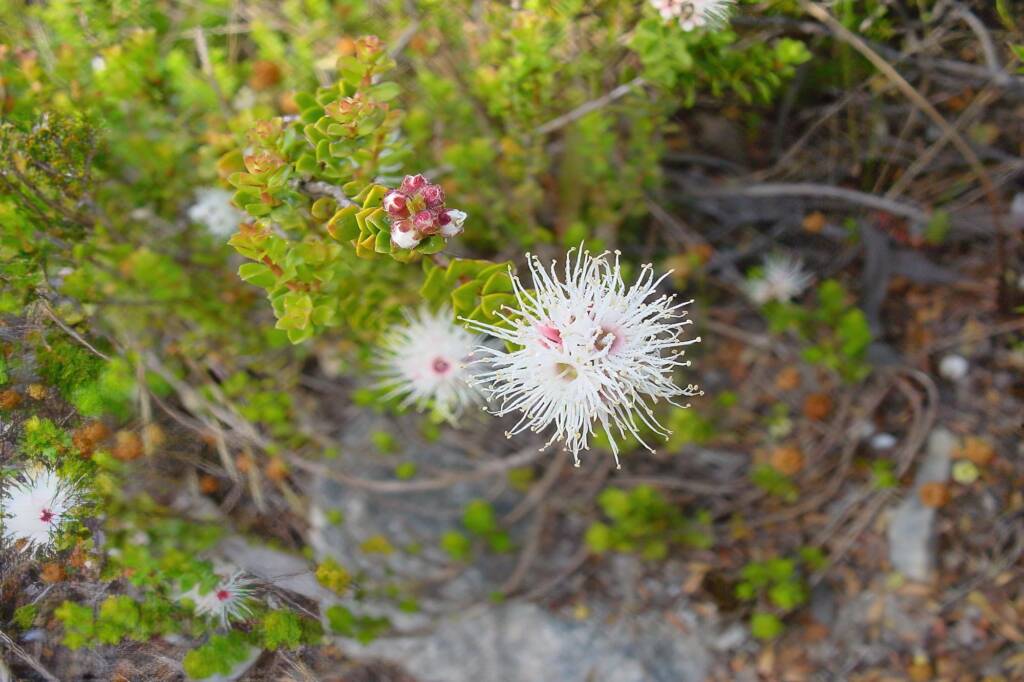 Muntries (Kunzea pomifera), Kangaroo Island
