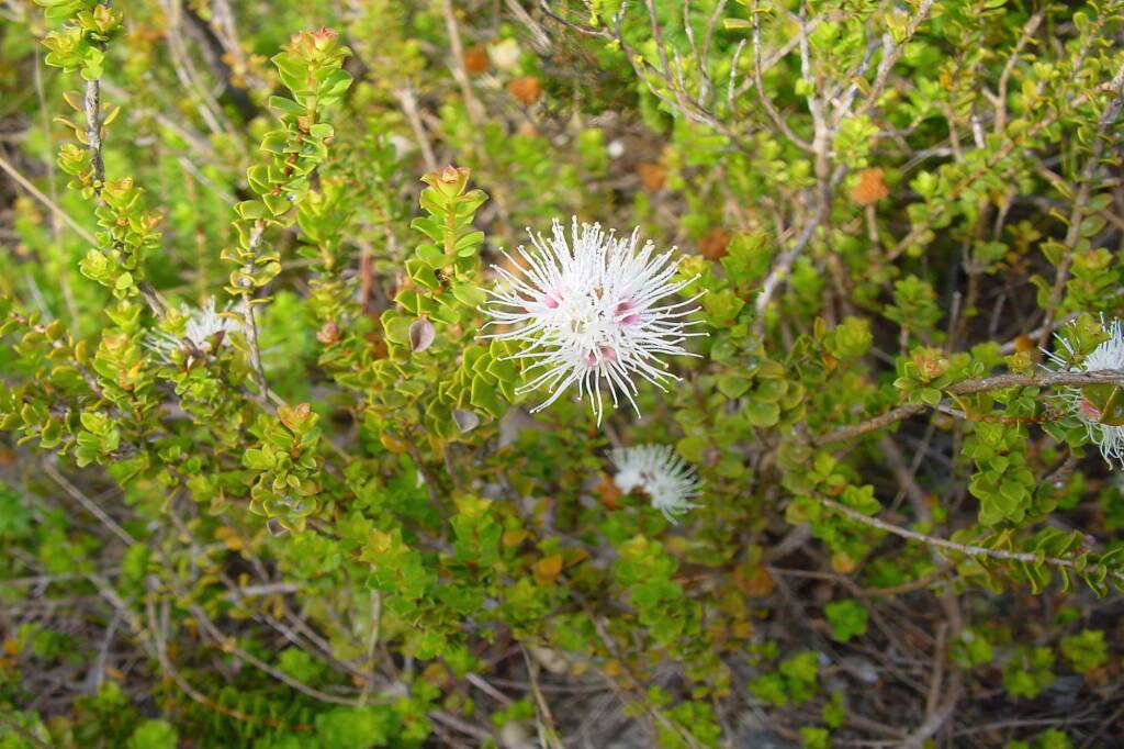 Muntries (Kunzea pomifera), Kangaroo Island