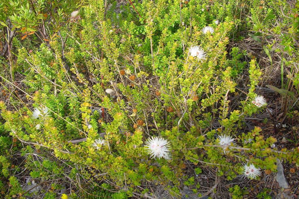Muntries (Kunzea pomifera), Kangaroo Island