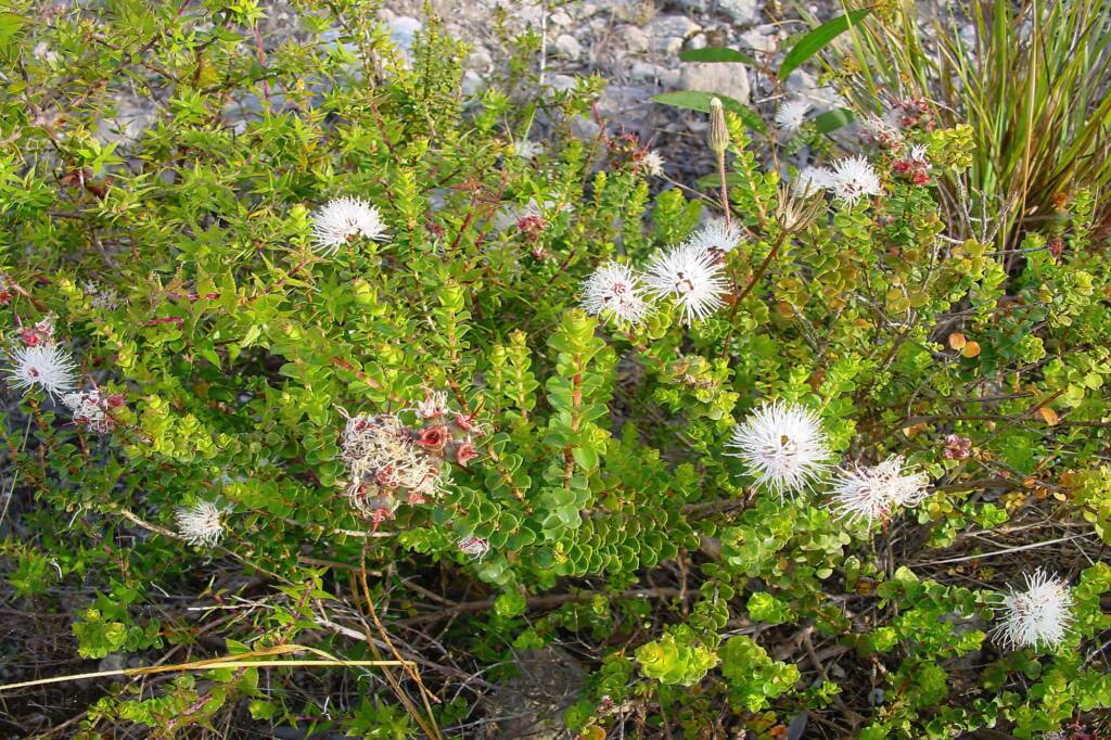 Muntries (Kunzea pomifera), Kangaroo Island