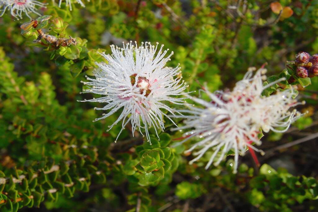 Muntries (Kunzea pomifera), Kangaroo Island