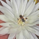 Native bee on wildflowers (GoBeeWA 2014), Mullewa, WA © Marc Newman