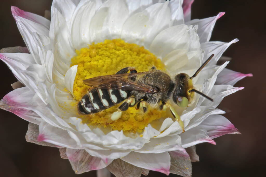 Native bee on wildflowers (GoBeeWA 2014), Mullewa, WA © Marc Newman