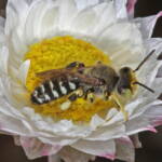 Native bee on wildflowers (GoBeeWA 2014), Mullewa, WA © Marc Newman