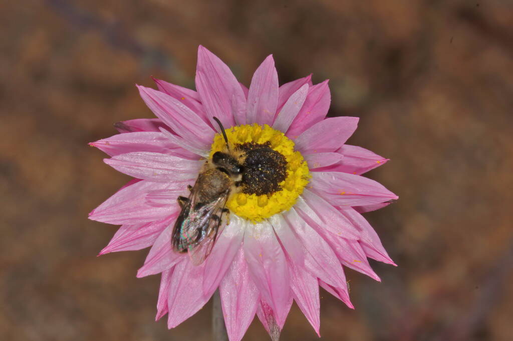Native bee on wildflowers (GoBeeWA 2014), Mullewa, WA © Marc Newman