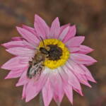 Native bee on wildflowers (GoBeeWA 2014), Mullewa, WA © Marc Newman