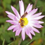 Native bee on wildflowers (GoBeeWA 2014), Mullewa, WA © Marc Newman