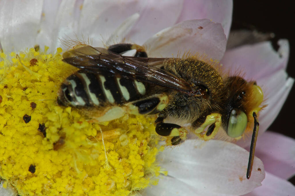 Neopasiphae mirabilis male on paper daisy at Coalseam NP, WA © Marc Newman