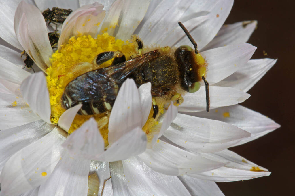 Neopasiphae mirabilis male on paper daisy at Coalseam NP, WA © Marc Newman