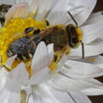 Neopasiphae mirabilis male on paper daisy at Coalseam NP, WA © Marc Newman