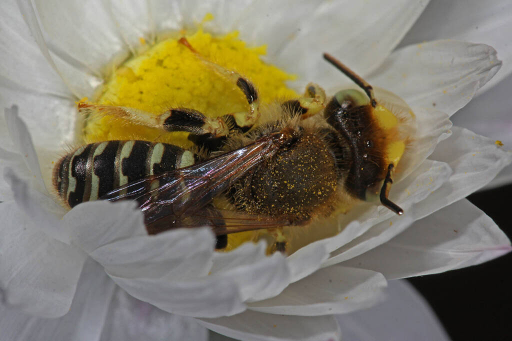 Neopasiphae mirabilis male on paper daisy at Coalseam NP, WA © Marc Newman