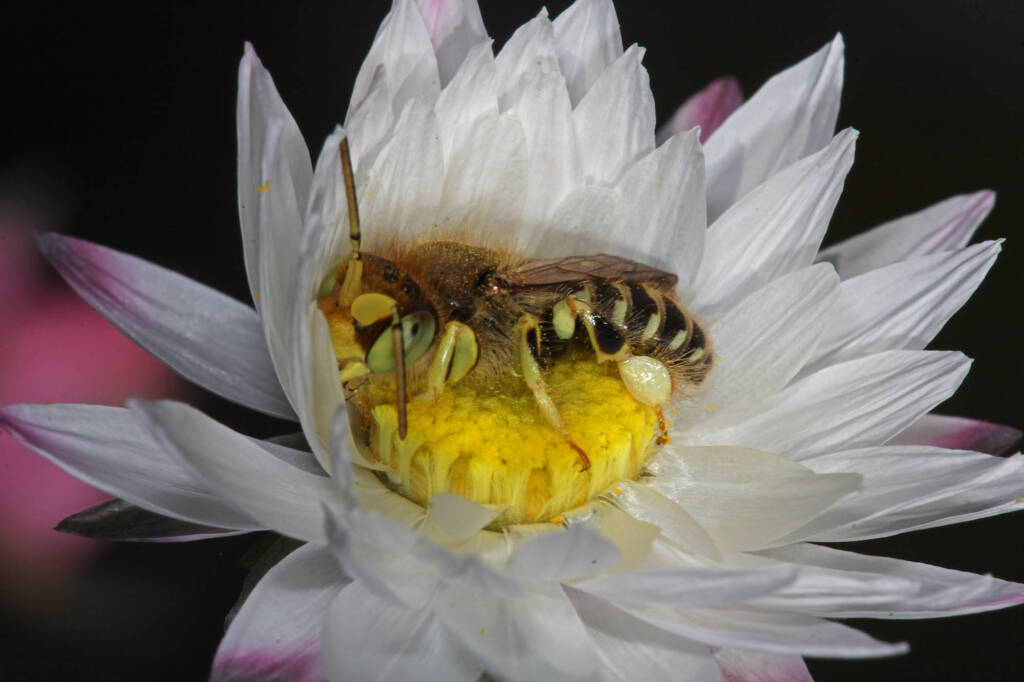 Neopasiphae mirabilis male on paper daisy at Coalseam NP, WA © Marc Newman