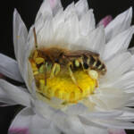 Neopasiphae mirabilis male on paper daisy at Coalseam NP, WA © Marc Newman