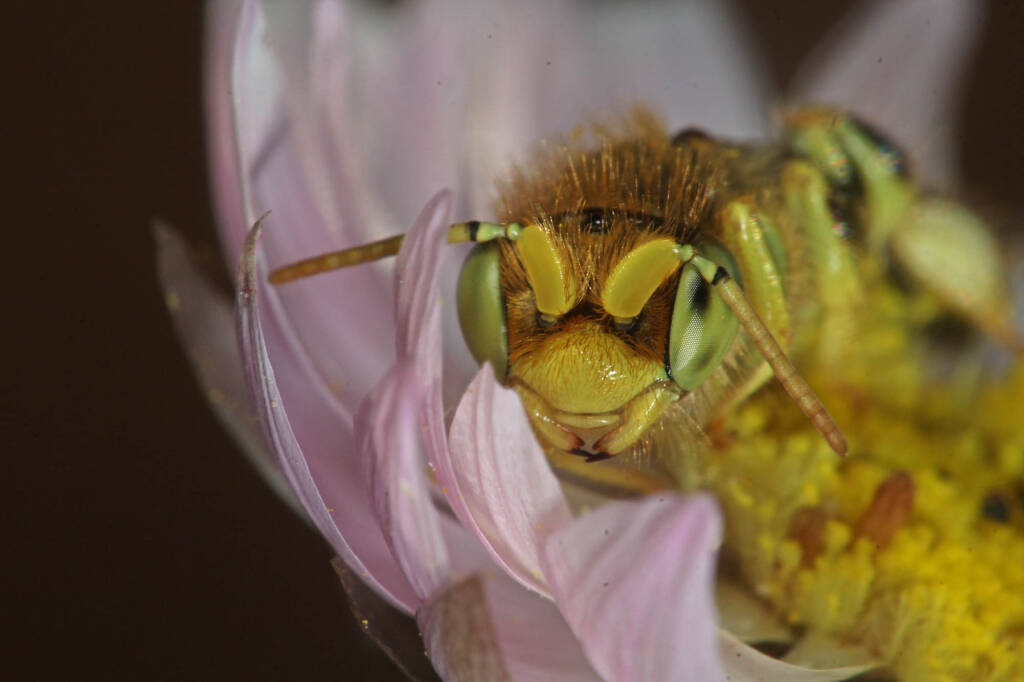 Neopasiphae mirabilis male on paper daisy at Coalseam NP, WA © Marc Newman