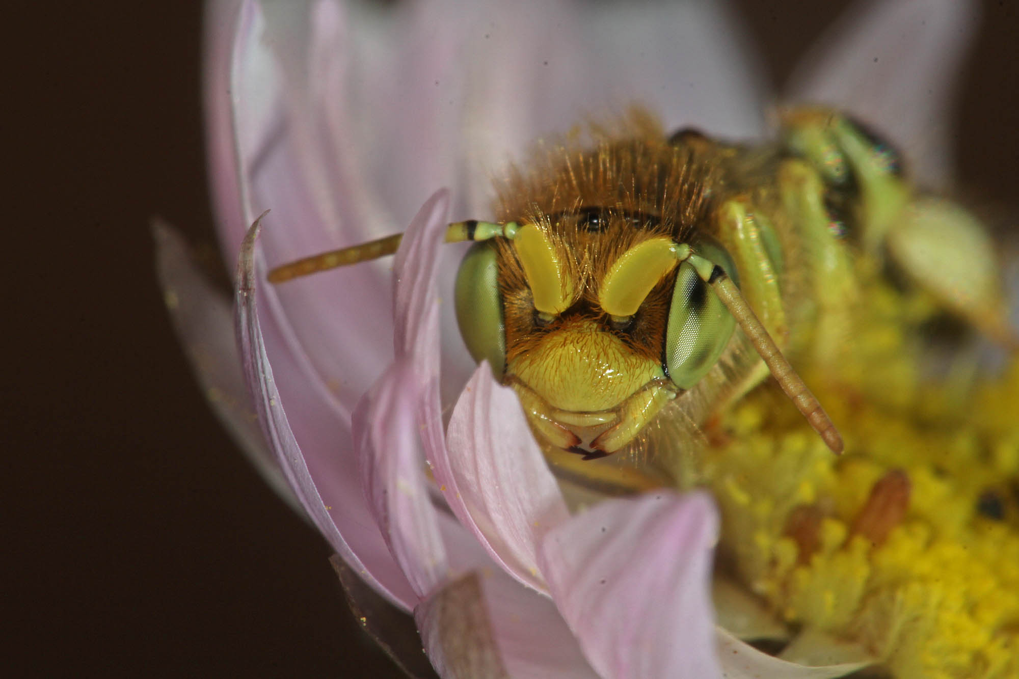 Neopasiphae mirabilis male on paper daisy at Coalseam NP, WA © Marc Newman