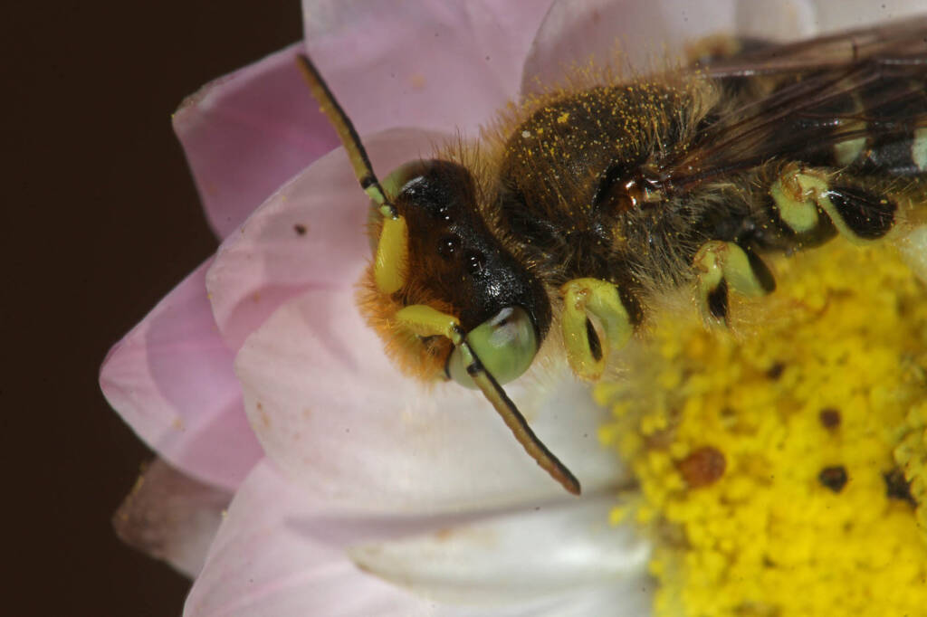 Neopasiphae mirabilis male on paper daisy at Coalseam NP, WA © Marc Newman
