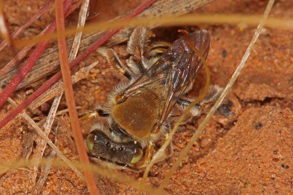 Neopasiphae mirabilis female, nth of Mullewa on the Carnarvon-Mullewa Rd WA © Marc Newman