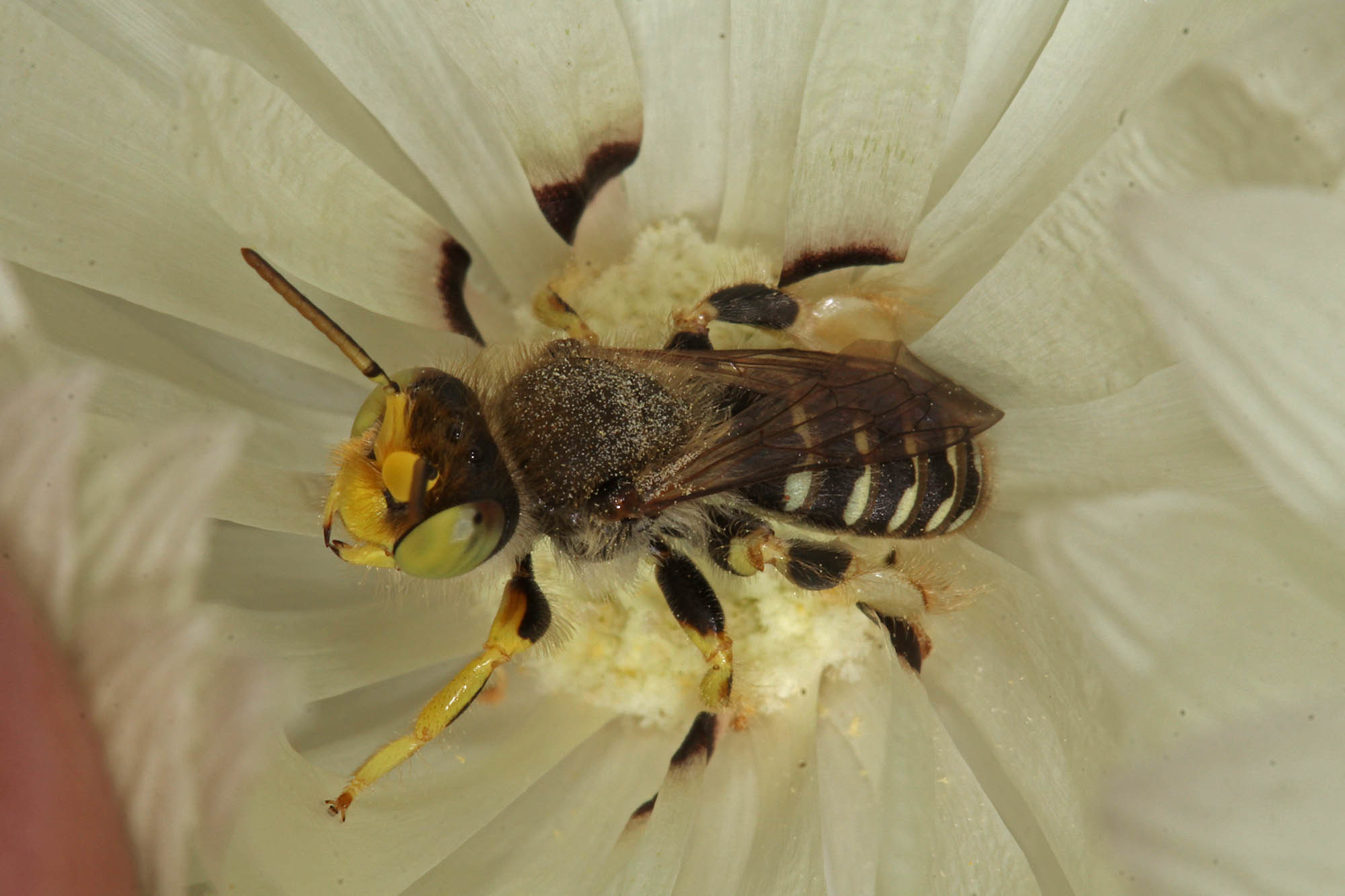 Male Neopasiphae mirabilis, Mullewa WA © Marc Newman