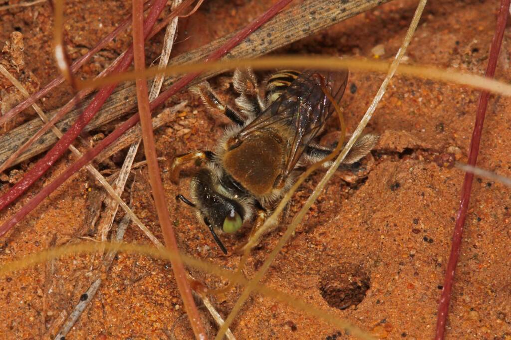 Neopasiphae mirabilis female, nth of Mullewa on the Carnarvon-Mullewa Rd WA © Marc Newman