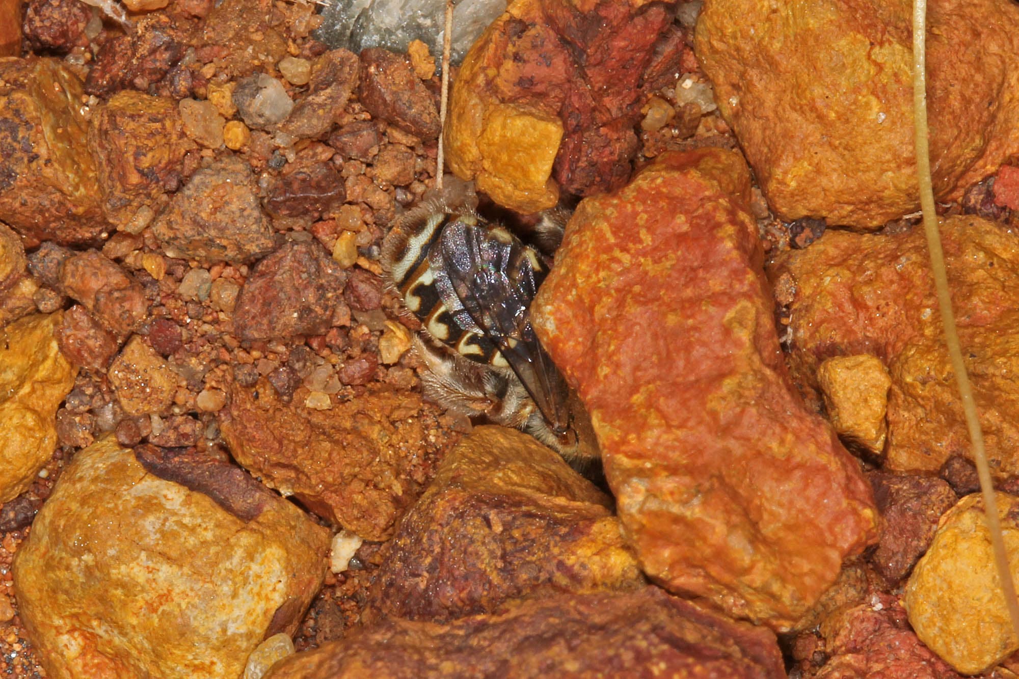 Digging under the pebble - Neopasiphae mirabilis female, nth of Mullewa on the Carnarvon-Mullewa Rd WA © Marc Newman