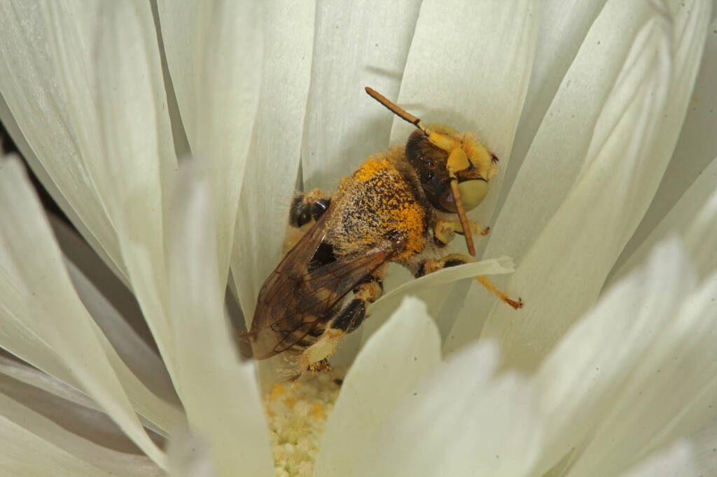 Male Neopasiphae mirabilis, Mullewa WA © Marc Newman