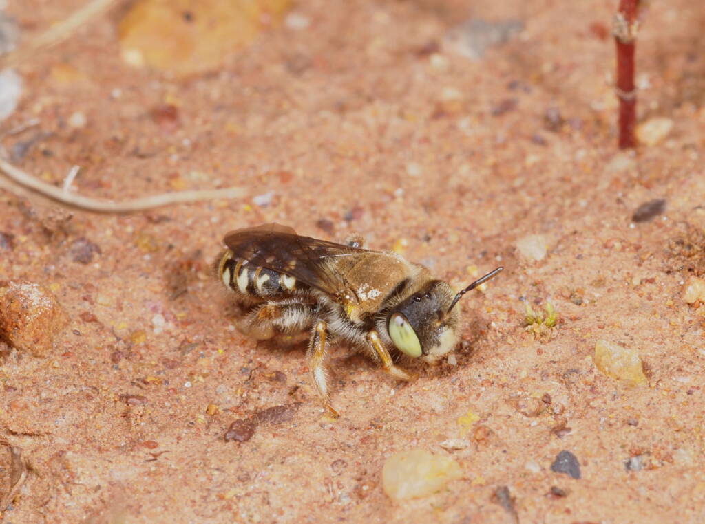 Neopasiphae mirabilis female, GoBeeWA III 2014 © Bernhard Jacobi
