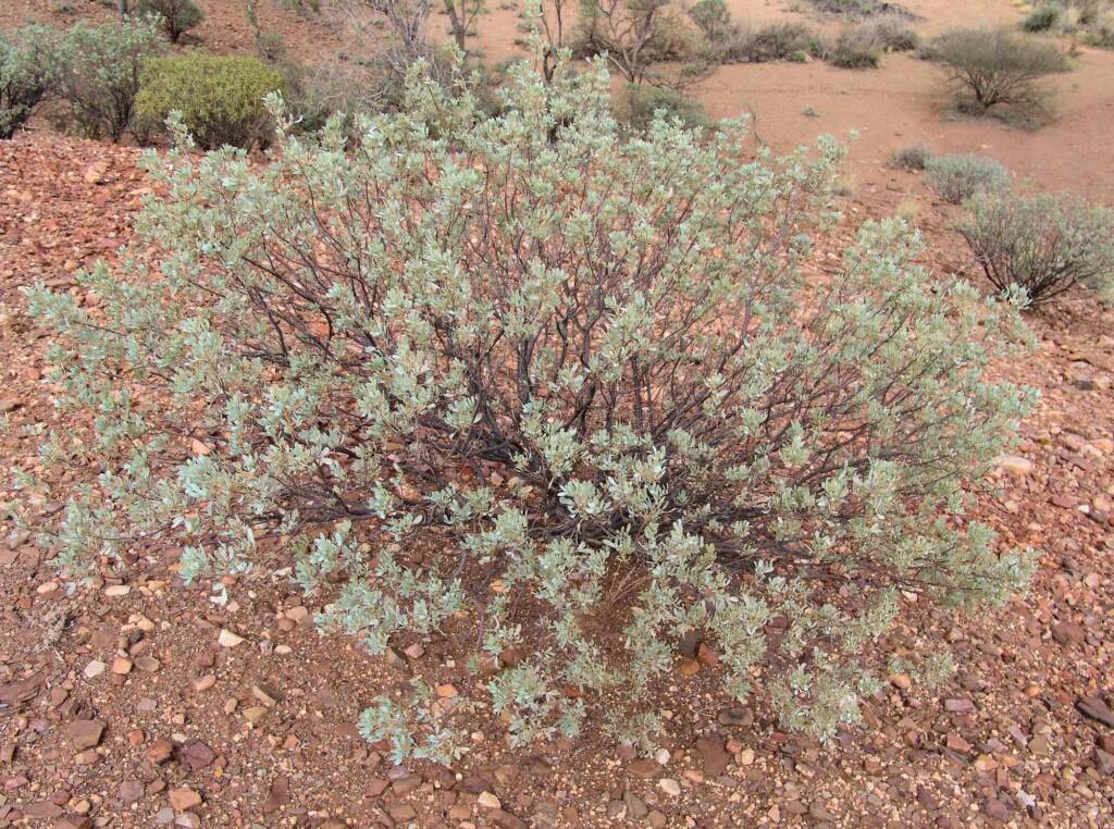 Old Man Saltbush (Atriplex nummularia), Henbury Meteorites Conservation Reserve, NT