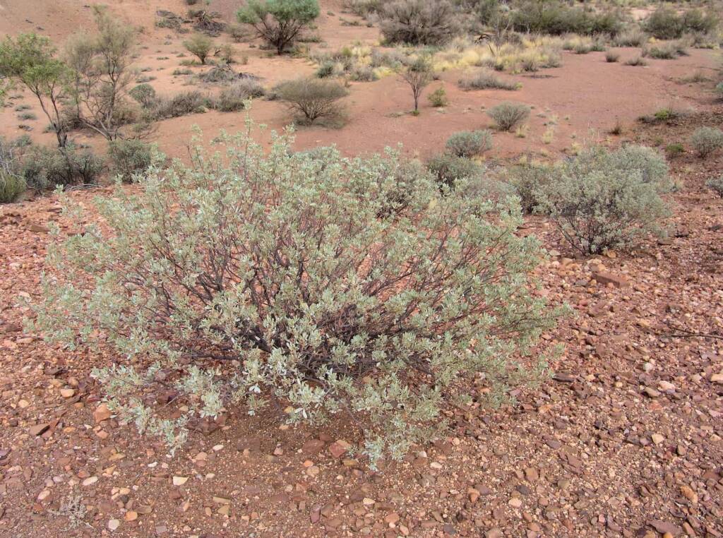 Old Man Saltbush (Atriplex nummularia), Henbury Meteorites Conservation Reserve, NT