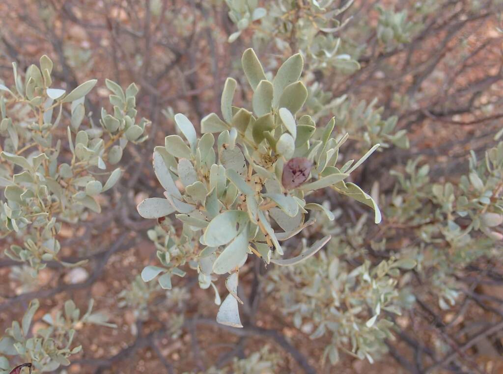 Old Man Saltbush (Atriplex nummularia), Henbury Meteorites Conservation Reserve, NT