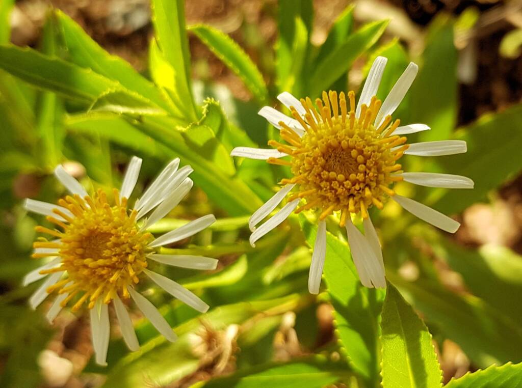 Olearia ferresii, Alice Springs Desert Park, NT