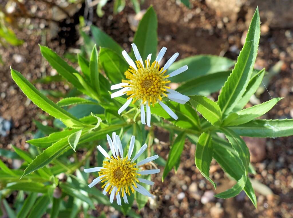 Olearia ferresii, Alice Springs Desert Park, NT