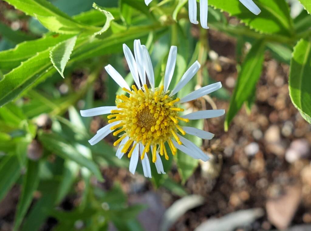 Olearia ferresii, Alice Springs Desert Park, NT