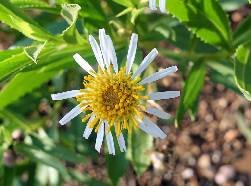 Olearia ferresii, Alice Springs Desert Park, NT