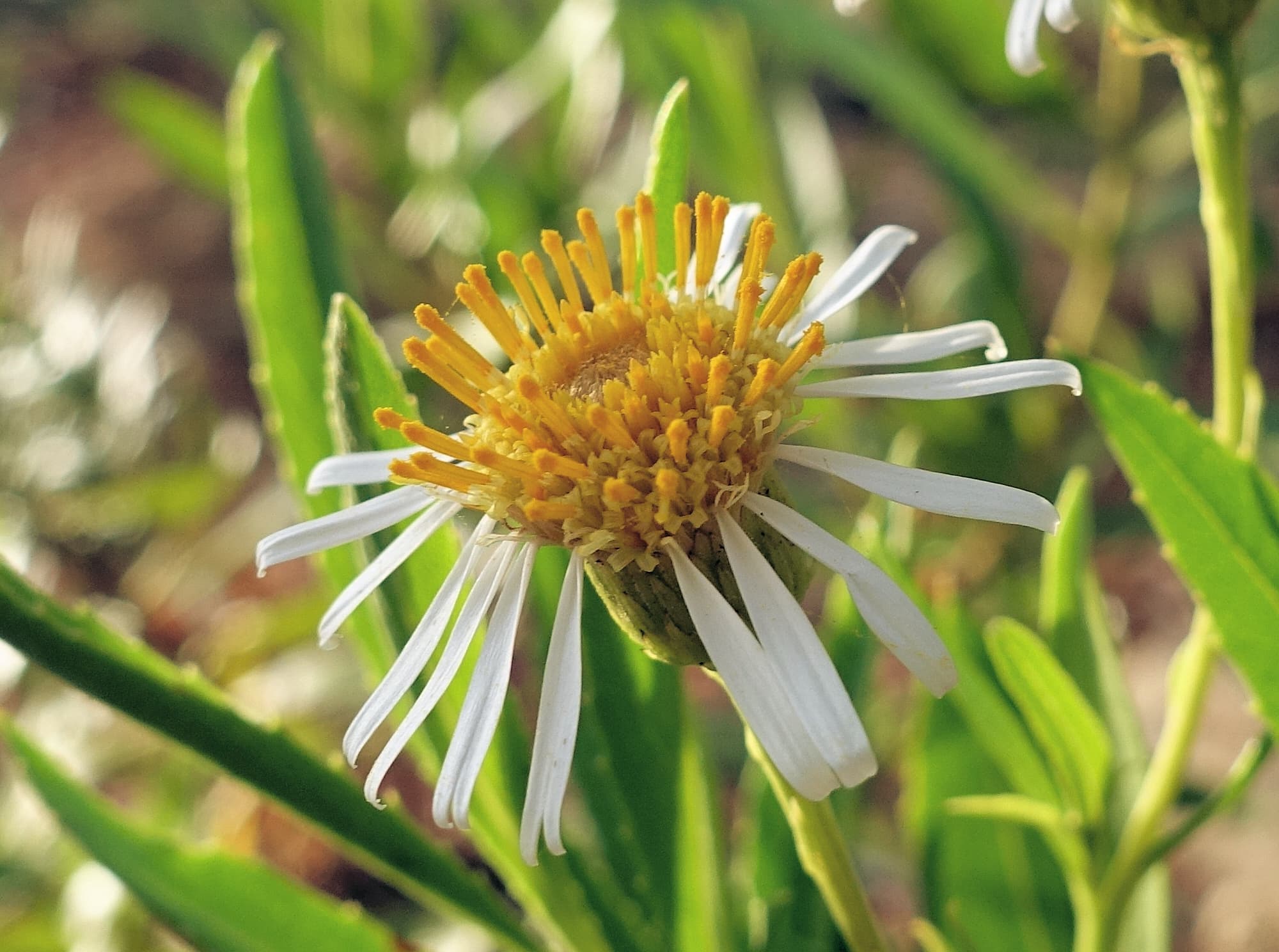 Olearia ferresii, Alice Springs Desert Park, NT