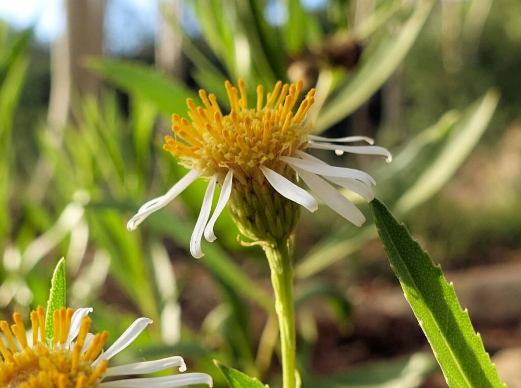 Olearia ferresii, Alice Springs Desert Park, NT