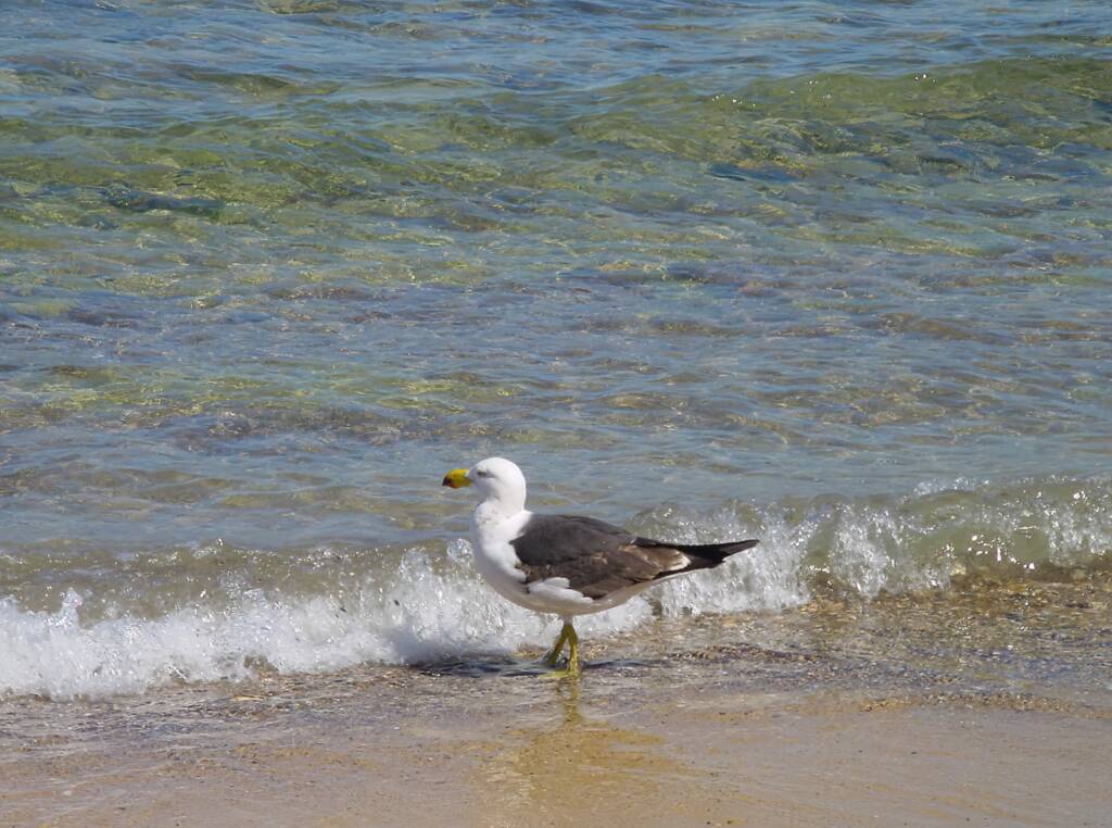 Pacific Gull (Larus pacificus), Kangaroo Island, SA