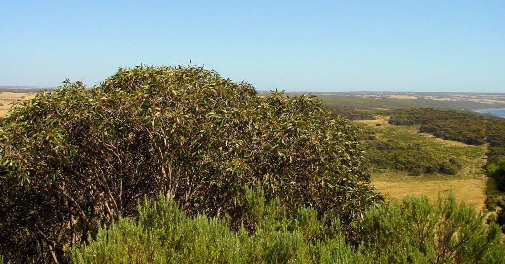 View from Prospect Hill Lookout, Kangaroo Island
