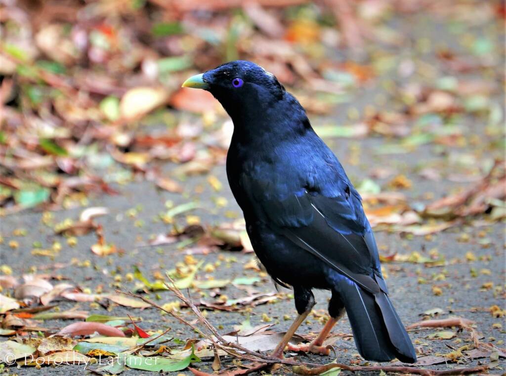 Satin Bowerbird, Lamington National Park, QLD © Dorothy Latimer