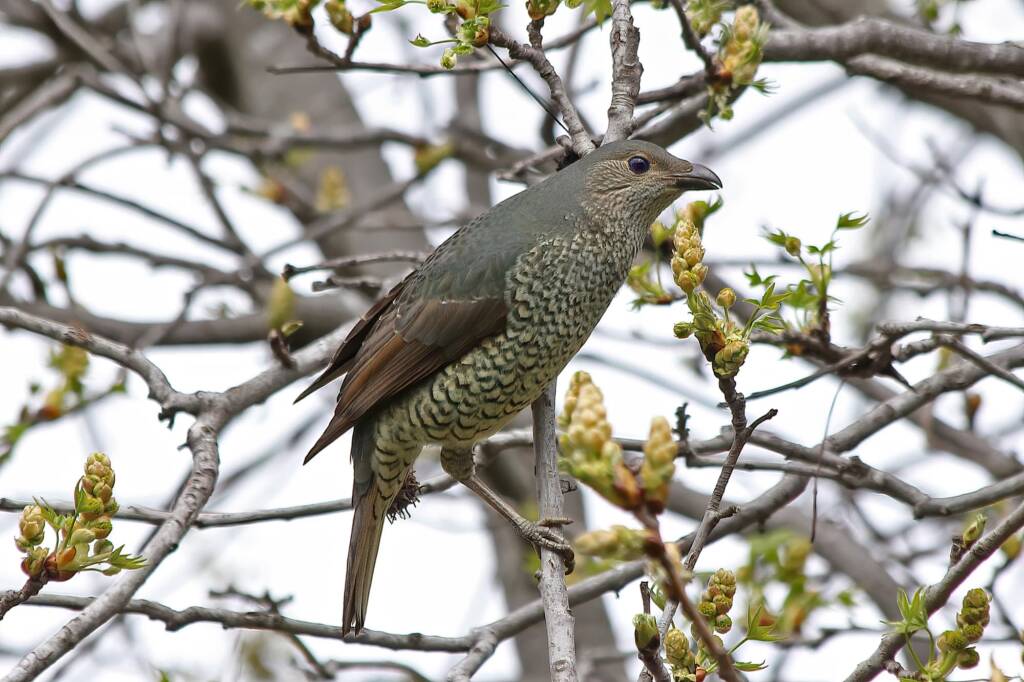 Satin Bowerbird (Ptilonorhynchus violaceus) © Marc Newman