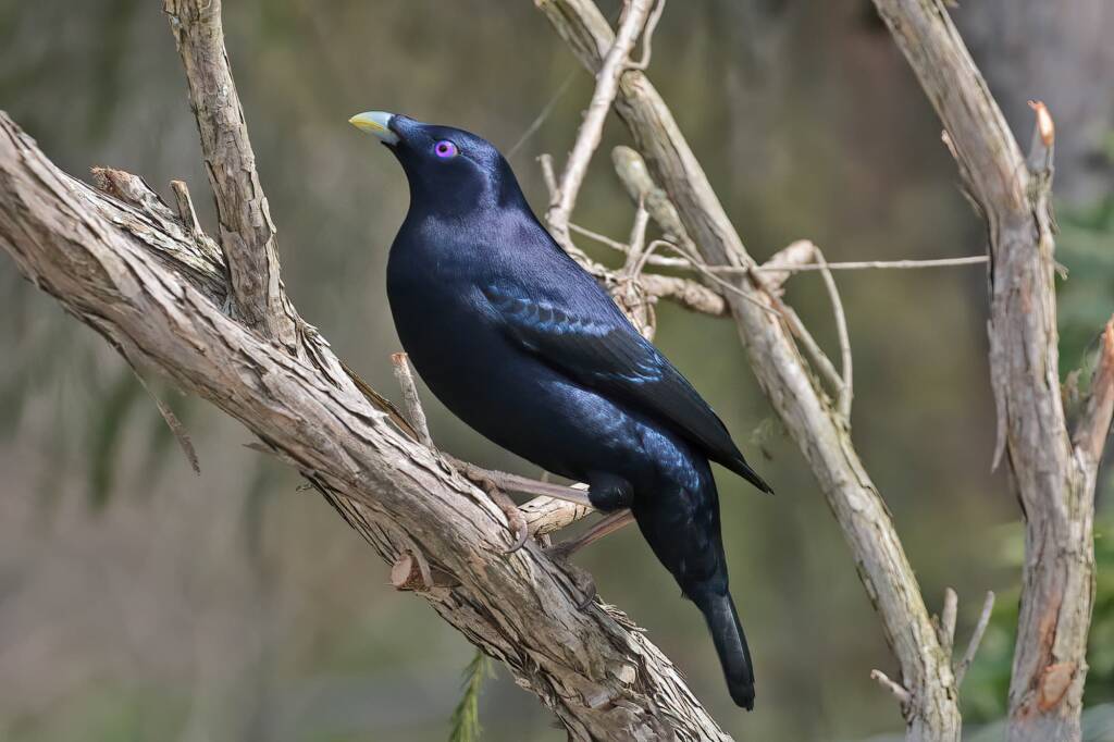 Male Satin Bowerbird (Ptilonorhynchus violaceus) © Marc Newman